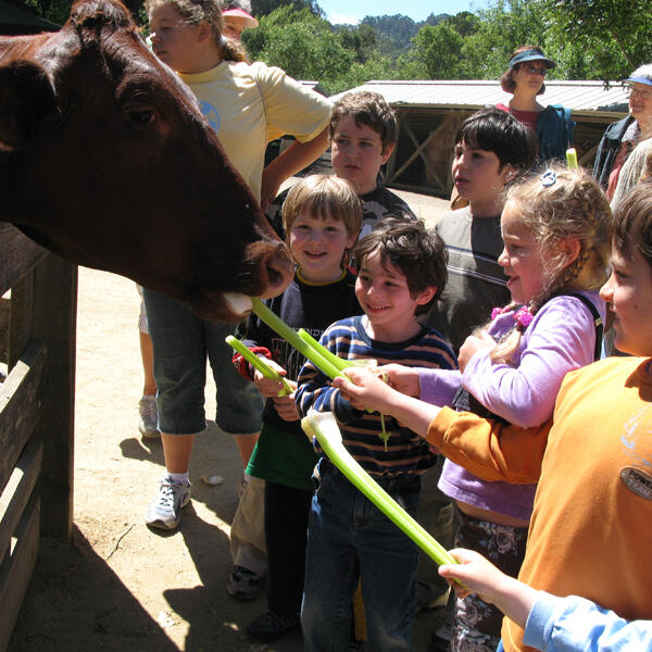 Untitled Children feeding an animal during a field trip